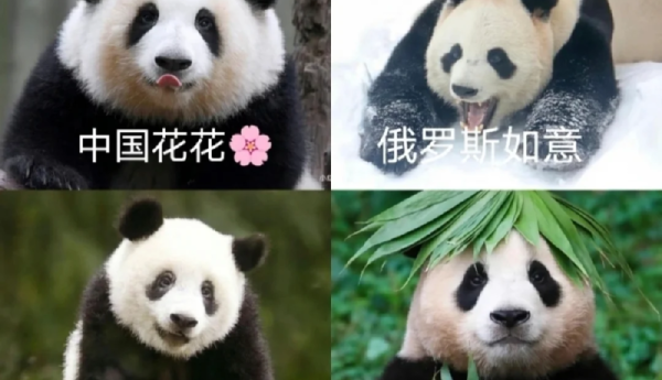 互联网上的四川四大顶流，哪个是你的心头宝？